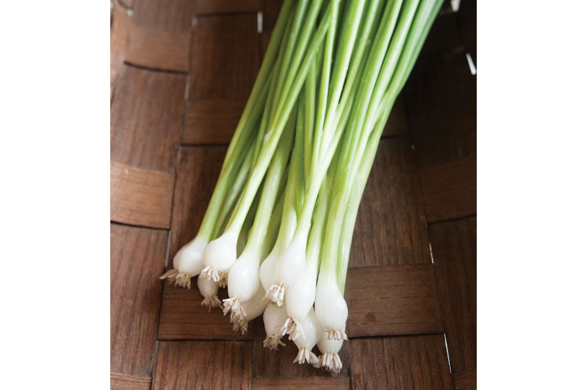 Guardsman – Onion Seed